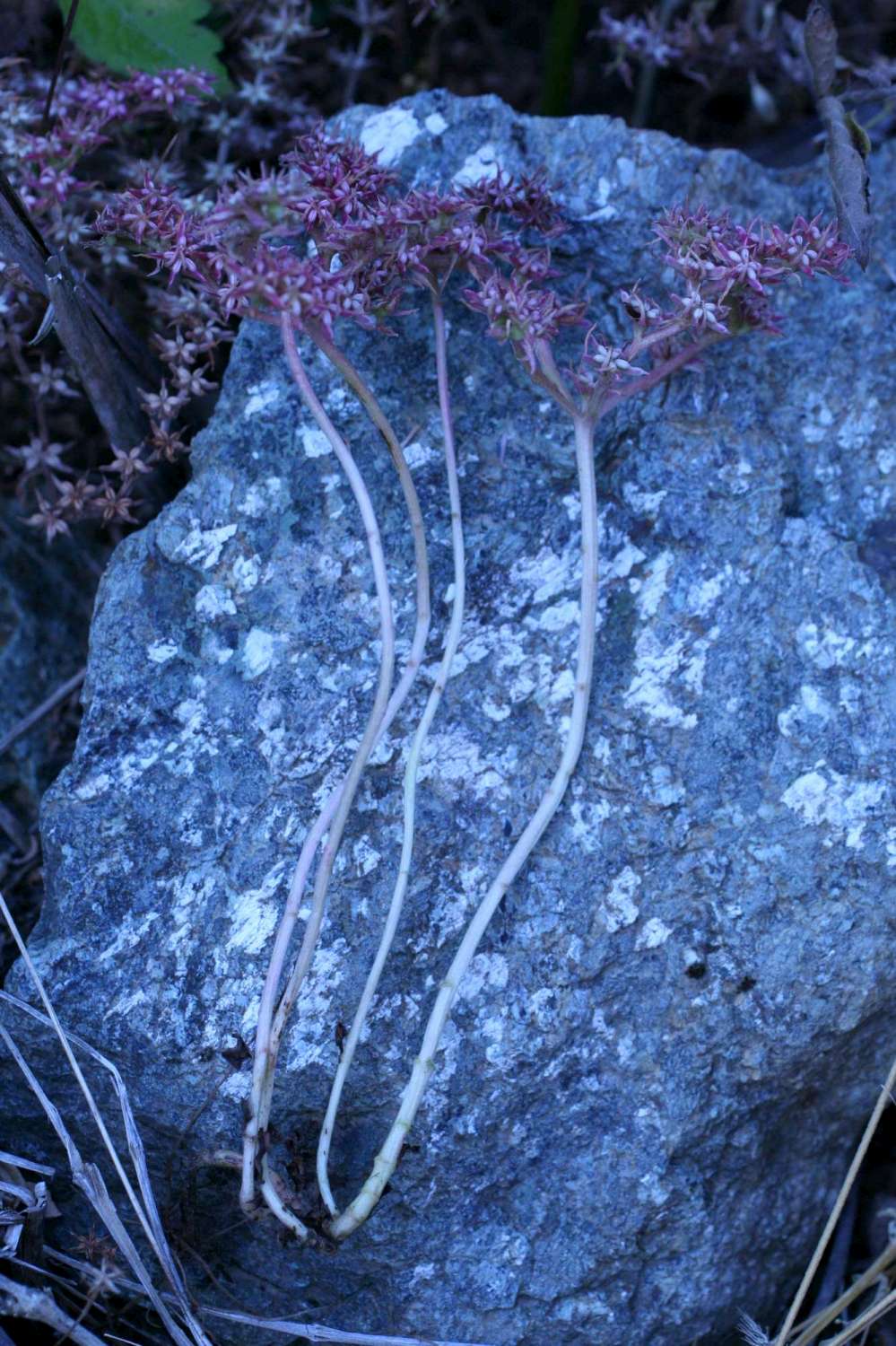 Phedimus stellatus / Borracina spinosa